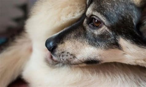 hund leckt muschi|Mein Hund leckt sich ständig im Genitalbereich .